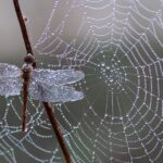 web agri
