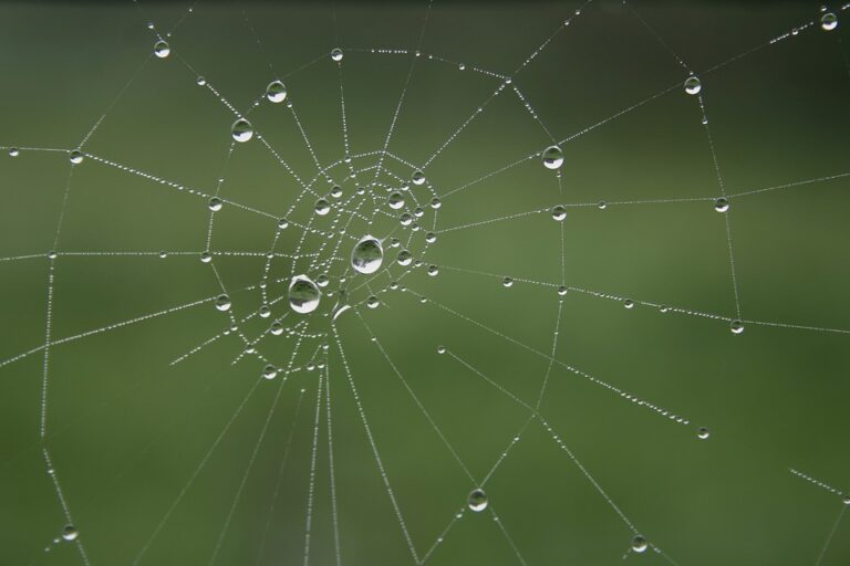 melanie 2 web