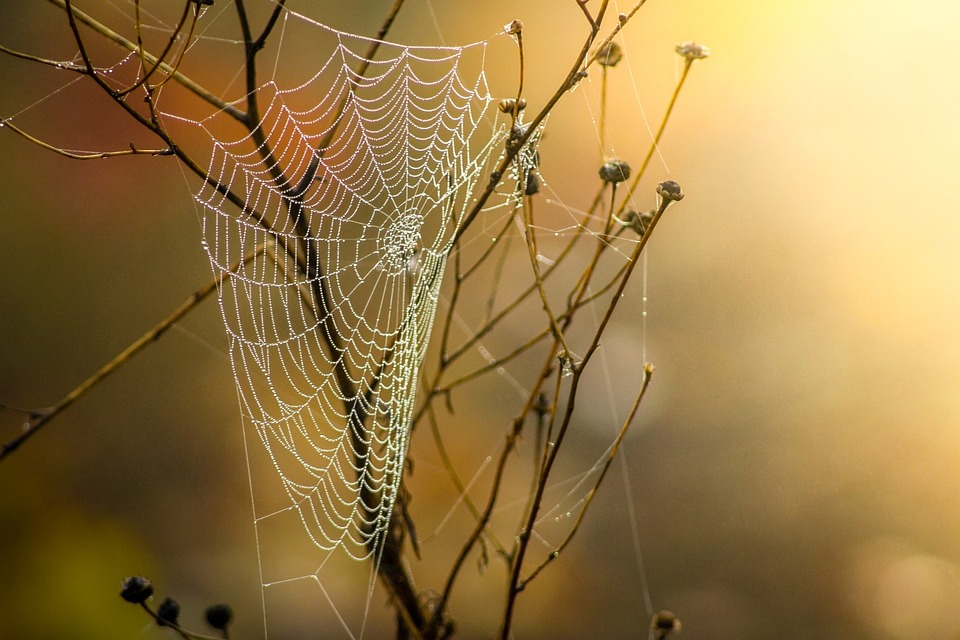 web agri
