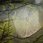 melanie 2 web