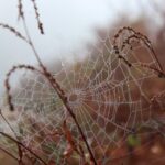 melanie 2 web
