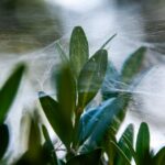 melanie 2 web