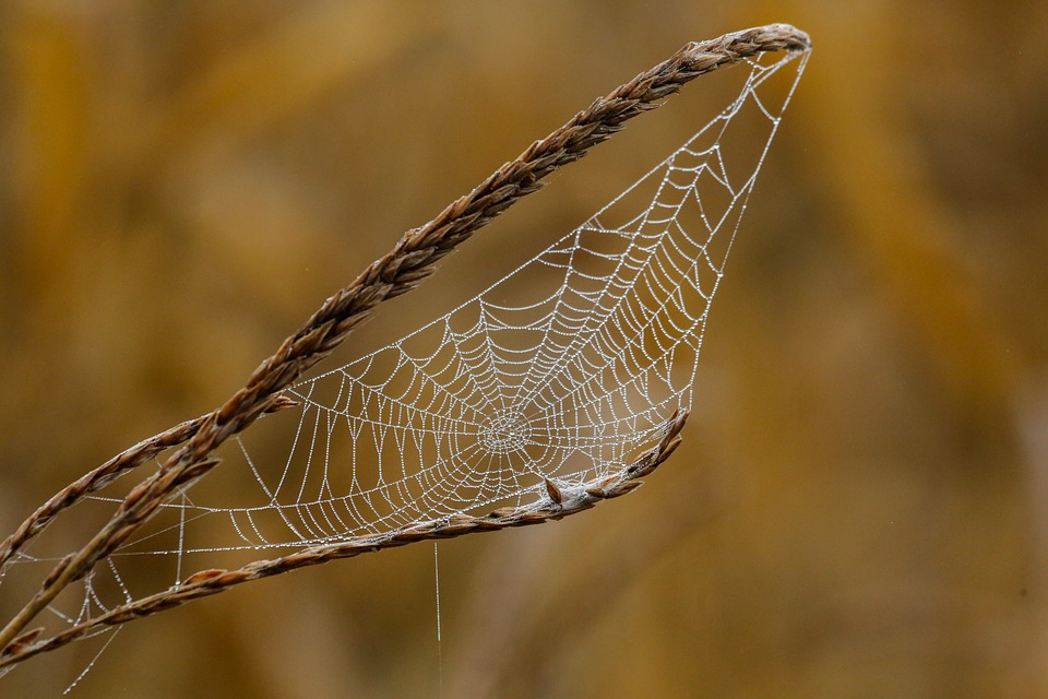web agri