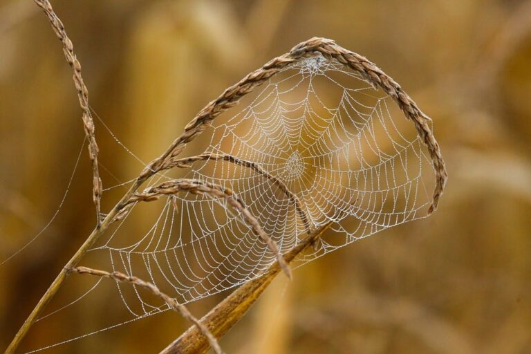 monitoring site web